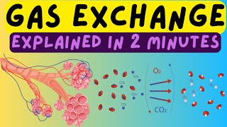 Biology Help The Respiratory System  Gas Exchange In The Alveoli Explained In 2 Minutes [upl. by Bekelja]