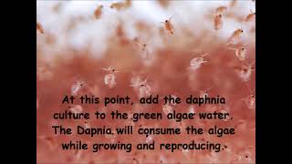 Daphnia  How to grow daphnia in your home [upl. by Hurlow]