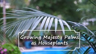 How to Grow Majesty Palms  Majesty Palm Care  Ravenea rivularis [upl. by Aiuoqes]