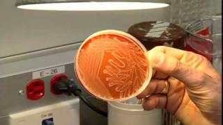 A tour of the Microbiology Lab  Section one [upl. by Kenney]