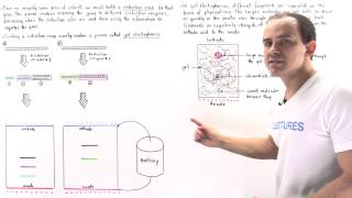 Restriction Map and Gel Electrophoresis [upl. by Slack32]