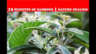 13 BENEFITS OF SAMBONG  MEDICINAL PLANT  NATURE CURES [upl. by Girovard]