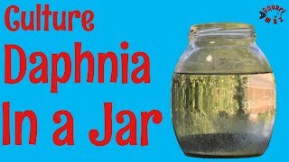 How to Culture Daphnia in a Jar [upl. by Indihar67]