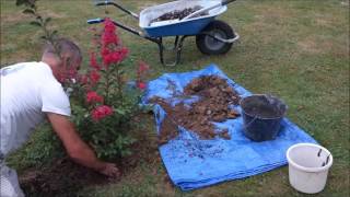 4  Plantation dun lagerstroemia [upl. by Elleron]