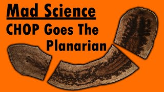 Mad Science  CHOP Goes the Planarian [upl. by Kopp803]