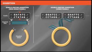 Overview of Traditional Cloning [upl. by Enyt]