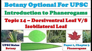 Dorsiventral Leaf vs Isobilateral Leaf Morphological amp Anatomical Difference Monocot amp Dicot Leaf [upl. by Lerual325]