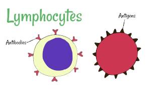 Cell Defence Lymphocytes and Phagocytes [upl. by Rozalie]