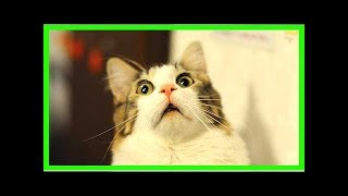 6 Astuces Efficaces Pour Éloigner les Chats Facilement [upl. by Harty410]