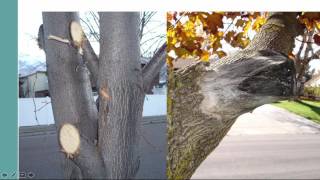 How to Prune Landscape Trees and Shrubs [upl. by Wolgast]