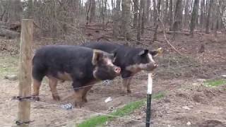 Berkshire Pigs [upl. by Air]