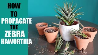 ZEBRA HAWORTHIA PROPAGATION  How to propagate The Zebra Haworthia pups [upl. by Ddej295]