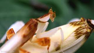 Orchid mantis mating  Hymenopus Coronatus mating [upl. by Atarman]