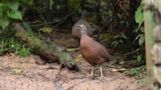 Brown Tinamou calling [upl. by Doralia705]