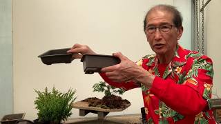 Creating Bonsai from Starter Conifers Hinoki Cypress Blawws Juniper amp Cryptomeria [upl. by Annawahs939]