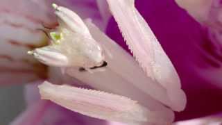 Orchid Mantis Catching Prey [upl. by Jonie]