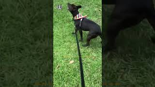 Boston Terrier Pitbull Mix FUN FACTS 🐕‍🦺🐾 [upl. by Aimek]