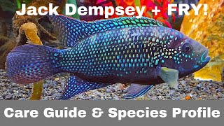 JACK DEMPSEY  Care Guide PLUS FRY [upl. by Ardolino612]