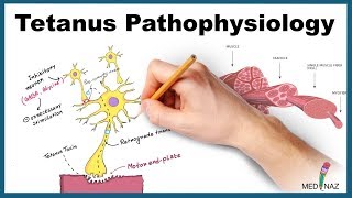 Tetanus Pathophysiology Mechanism of Action [upl. by Zysk524]