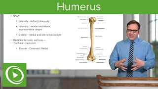 Humerus Characteristics amp Parts – Anatomy  Lecturio [upl. by Curzon]