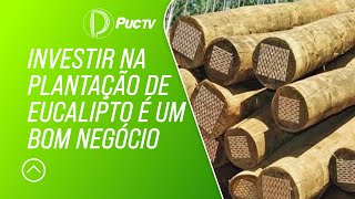 INVESTIR NA PLANTAÇÃO DE EUCALIPTO É UM BOM NEGÓCIO [upl. by Nalehp]