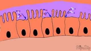 Mechanism of cholera toxin [upl. by Nodarb134]