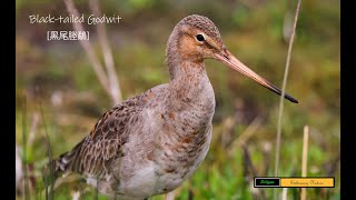 Blacktailed Godwit [upl. by Garibold699]