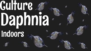 How to Culture Daphnia [upl. by Einama451]