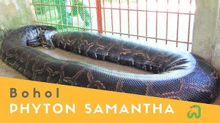 Burmese Python quotSamanthaquot The Biggest Snake in Bohol Philippines [upl. by Nanette210]