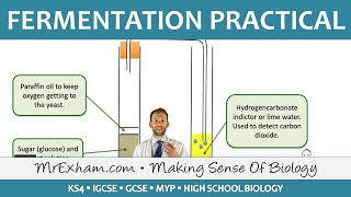 Biotechnology  Fermentation Practical  GCSE Biology 91 [upl. by Bayless]