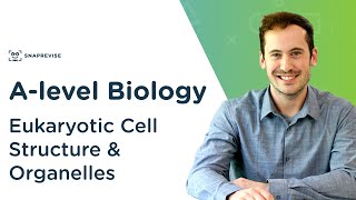 Eukaryotic Cell Structure amp Organelles  Alevel Biology  OCR AQA Edexcel [upl. by Knoll586]