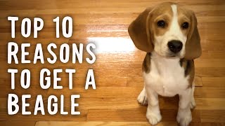 Top 10 Reasons To Get a Beagle [upl. by Ancelin]