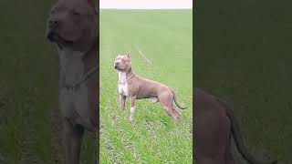 American Pit bull Terrier Red Nose [upl. by Batsheva]