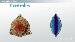 Diatoms Definition Characteristics [upl. by Eirrak]