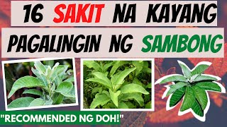 SAMBONG  mga SAKIT na kayang pagalingin at Health BENEFITS  GAMOT LUNAS  Herbal Natural [upl. by Ellehcirt]