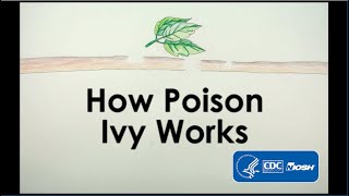 How Poison Ivy Works [upl. by Ibbison926]