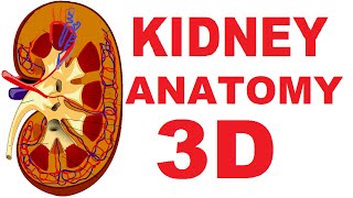 Kidney Anatomy DETAILED Renal Nephron Urinary System [upl. by Epul]