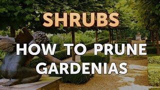 How to Prune Gardenias [upl. by Assina]