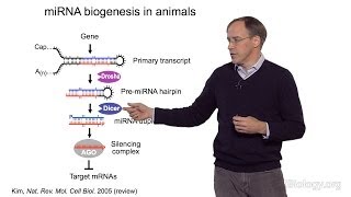 David Bartel Whitehead InstituteMITHHMI Part 1 MicroRNAs Introduction to MicroRNAs [upl. by Moser]