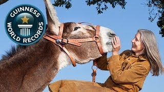 Worlds Tallest Donkey  Guinness World Records  Guinness World Records [upl. by Aurie]