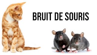 Bruit de souris pour attirer votre chat [upl. by Galitea]