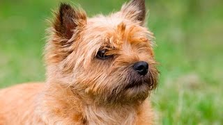 Cairn Terrier [upl. by Yard409]