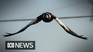 Cyclist dies while fleeing swooping magpie  ABC News [upl. by Aronas]