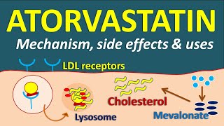 Atorvastatin 2 Who Should Take It and Why [upl. by Neeruan]