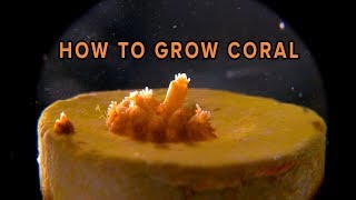 How To Grow Coral [upl. by Gavrah85]