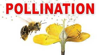 Fertilization in flowering plants  Pollination I Selfpollination  crosspollination  Home Revise [upl. by Alehc]