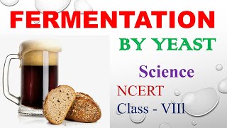 Fermentation by Yeast NCERT Class 8 Science Chapter 2 quotMicroorganisms Friend and Foequot [upl. by Razaele390]