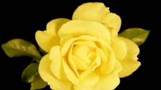 Yellow Rose Blooming [upl. by Fabyola790]