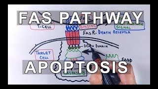 Extrinsic Pathway of Apoptosis  FAS Ligand Mediated [upl. by Weld451]