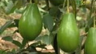 Primera Parte  Cómo cultivar Aguacate  Juan Gonzalo Angel  TvAgro [upl. by Edla]